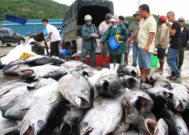 Vietnam s tuna exports to US increase